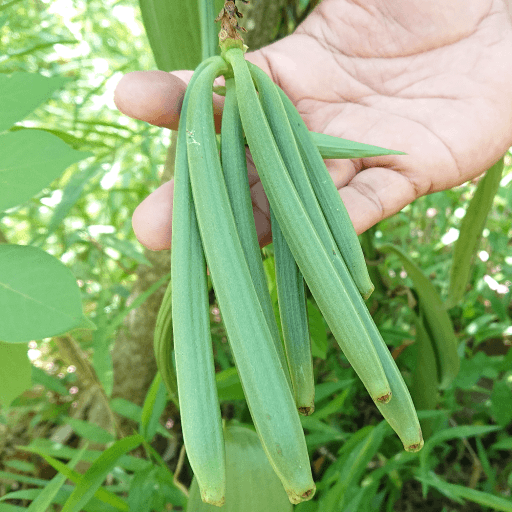 バニラシュガー100g バニラビーンズ1本 楓やのバニラビーンズ バニラシュガー100g バニラビーンズ1本 楓やのバニラビーンズ
