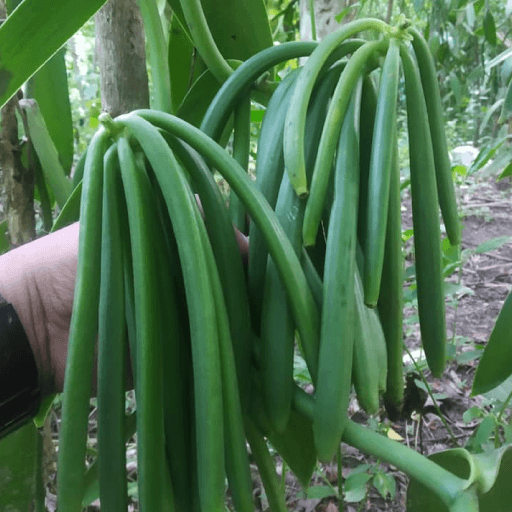 ブルボンバニラ ドライ 500g 楓やのバニラビーンズ ブルボンバニラ ドライ 500g 楓やのバニラビーンズ